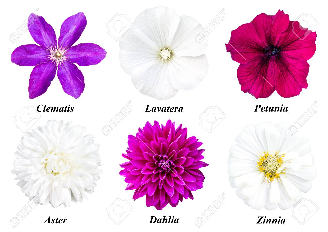 Banque d\u0027images , Ensemble de six couleurs clématite mauve, lavande blanche, pétunia bourgogne, aster blanc, dahlia fuchsia, zinnia blanc. Fleurs sur un