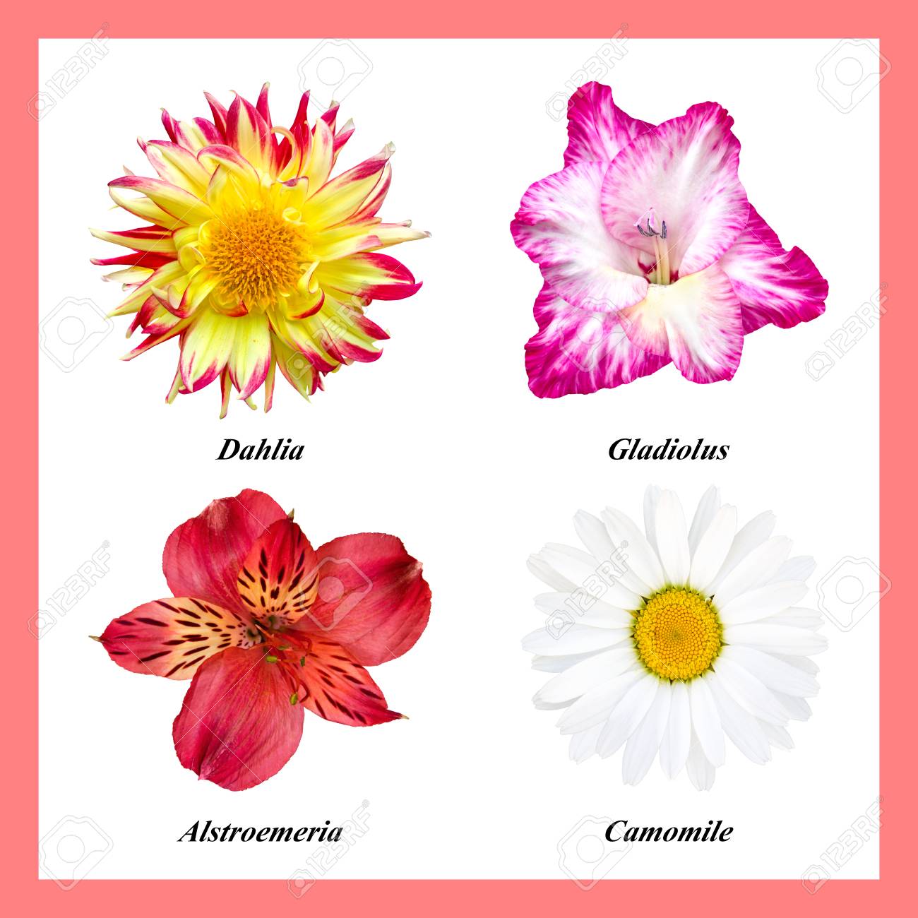 Set Of Four Isolated Colors: Red-yellow Dahlia, Purple Gladiolus, Red-yellow  Alstroemeria, Chamomile. Flowers On A White Background With Prescribed Names.  Stock Photo, Picture and Royalty Free Image. Image 110823519., image size:1300x1300
