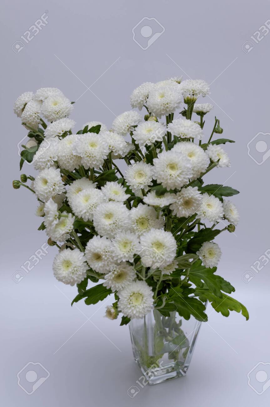 A bouquet of white flowers of Margaret's yawn proper in a nice frame - 148350597 A bouquet of white flowers of Margaret's yawn proper in a nice frame - 148350597