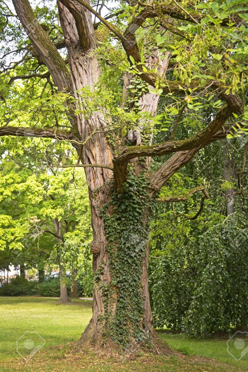 Old Robinia Pseudoacacia Black Locust Is A Tree Of The Genus Robinia In The Park Stock Photo Picture And Royalty Free Image Image