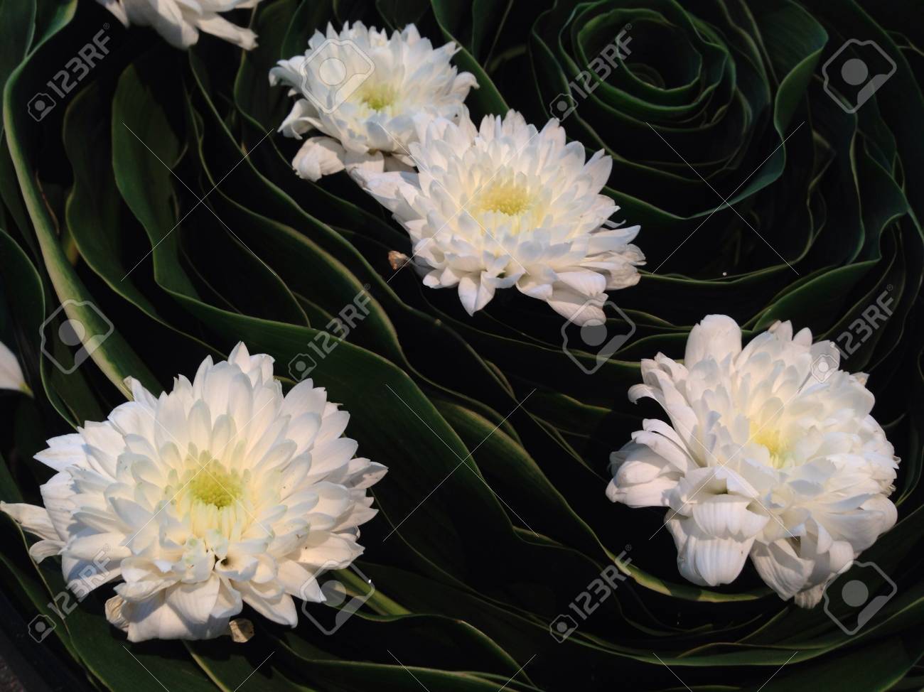 etiam-dictum-ipsum-a-felis