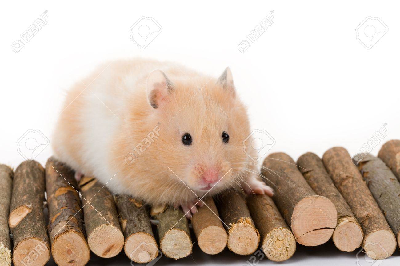 teddy bear hamster white