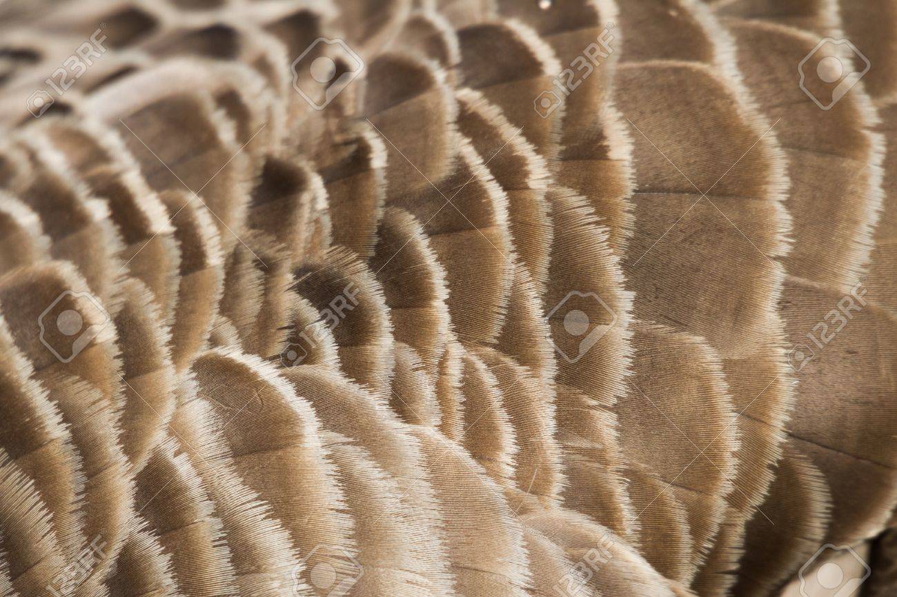 canada goose feather