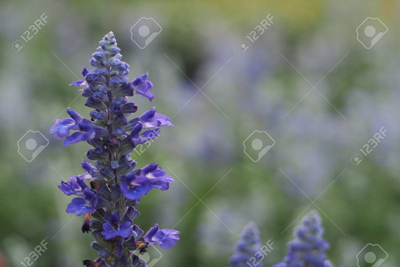 青いシルビアの花畑 夢のような花 背景の緑のボケ味でソフト フォーカス の写真素材 画像素材 Image