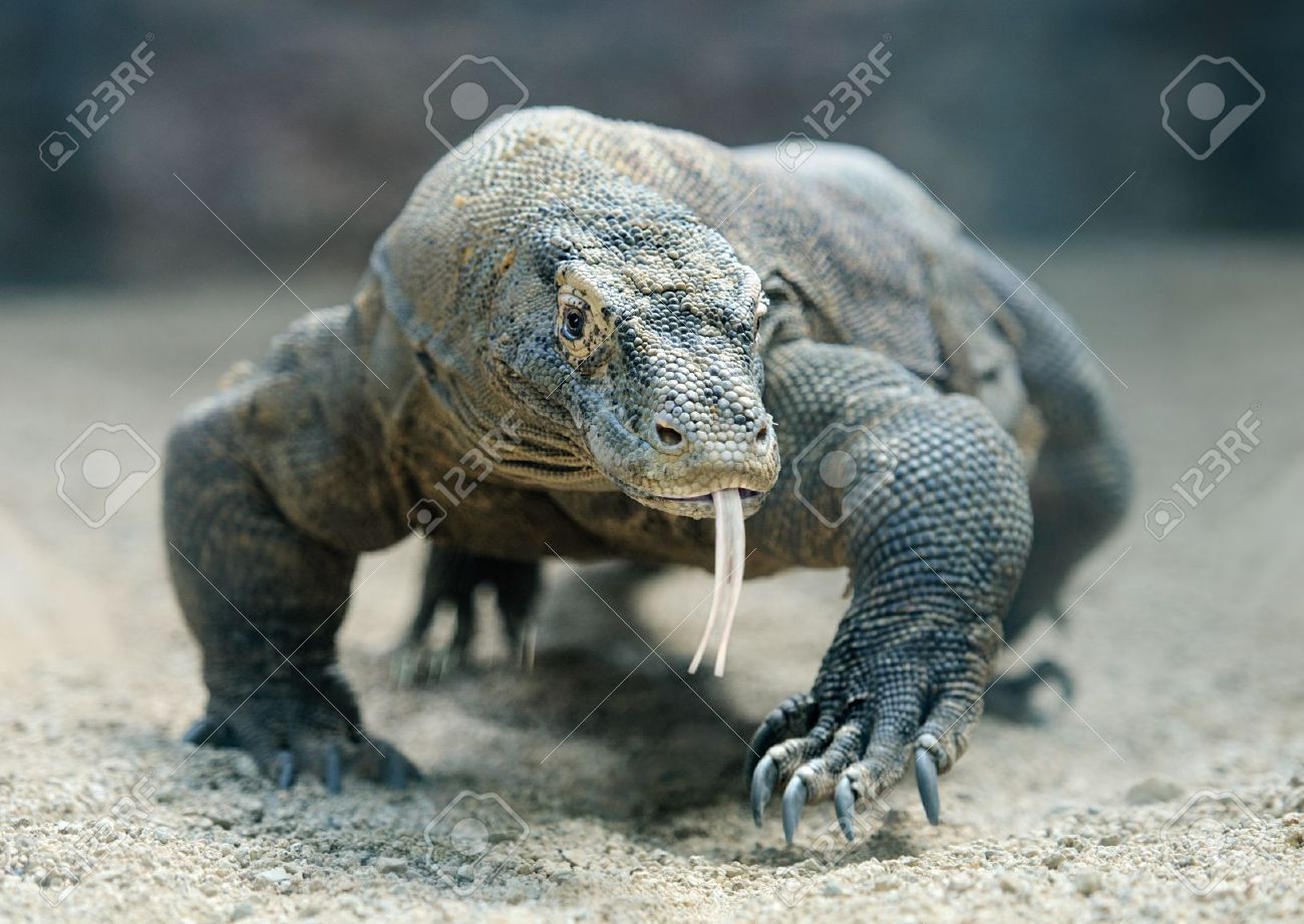 Komodo Dragon The Largest Lizard In The World Stock Photo Picture And Royalty Free Image Image 16042629