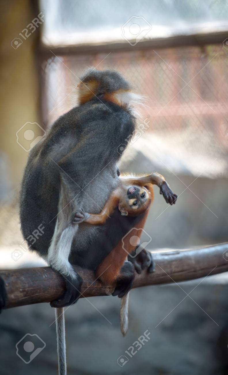 Bebe Singe Espiegle Avec Sa Maman Banque D Images Et Photos Libres De Droits Image