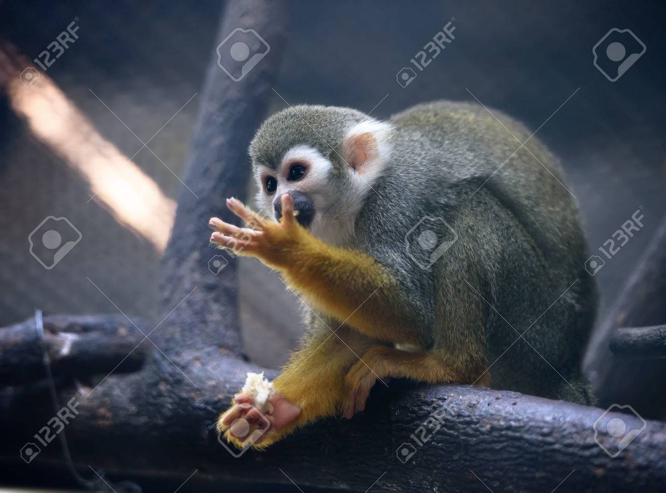 etiam-dictum-ipsum-a-felis