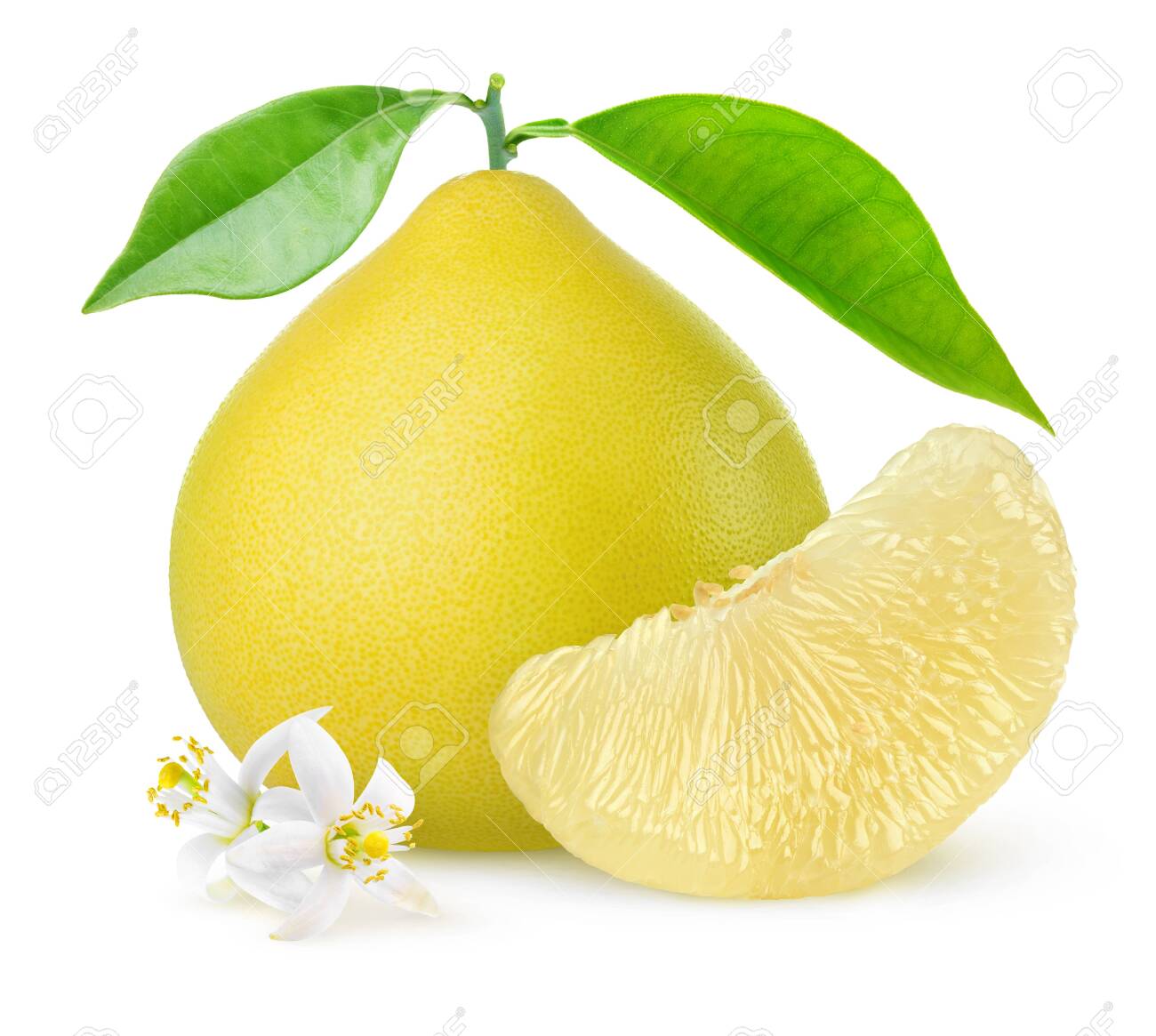 Isolated pomelo citrus fruit. One whole pomelo and a peeled segment with leaves and flowers isolated on white background - 123930440 Isolated pomelo citrus fruit. One whole pomelo and a peeled segment with leaves and flowers isolated on white background - 123930440