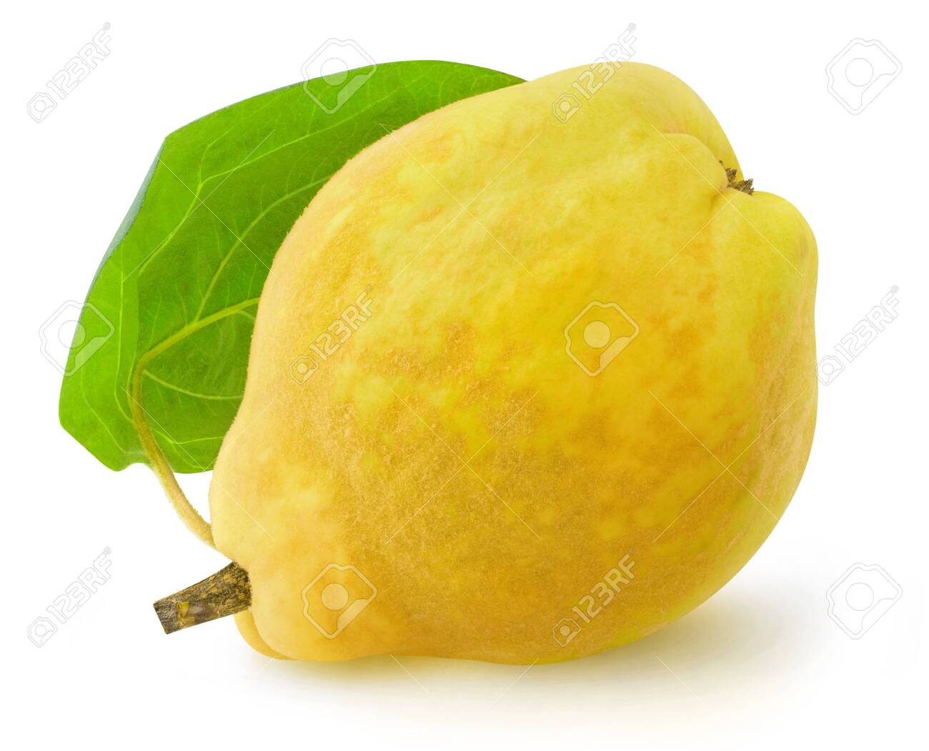 Isolated Quince One Quince Fruit With Leaf Isolated On White Stock Photo Picture And Royalty Free Image Image