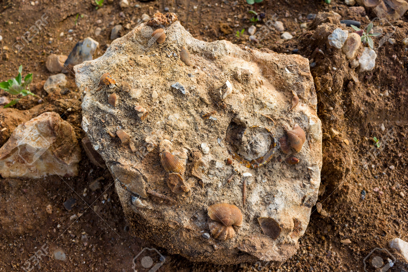 珪化した海洋化石を含む石灰岩の破片。石炭紀、中央ロシアの写真素材・画像素材 Image 214145219