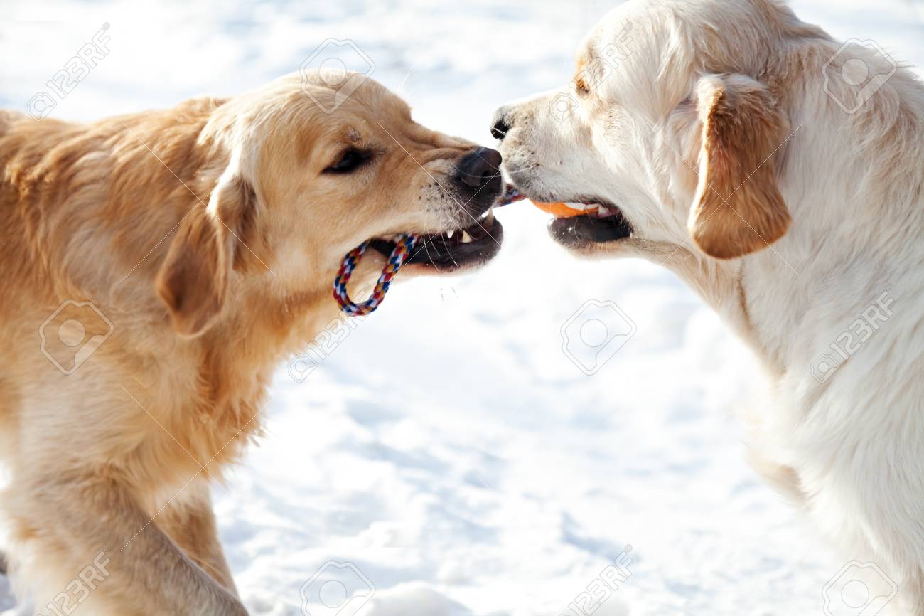 おもちゃを引っ張る 公園で雪遊び 2 つ若いゴールデンレトリバーの肖像画 犬の肖像画 の写真素材 画像素材 Image