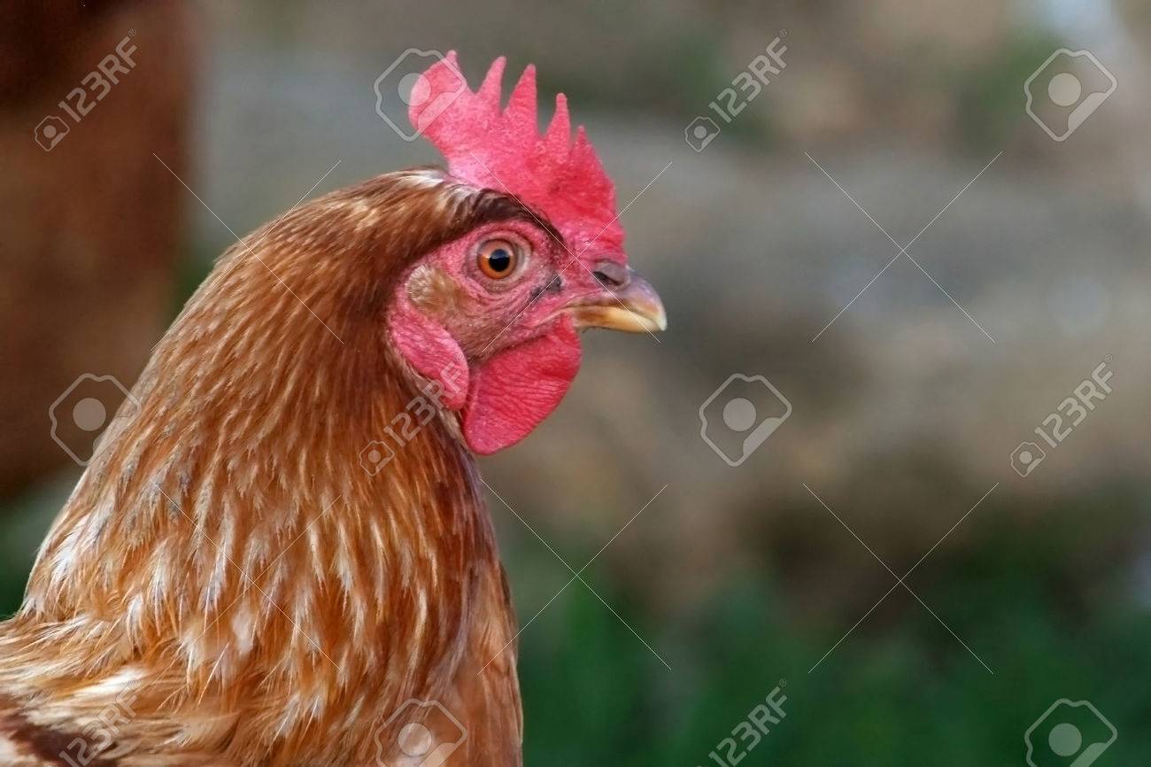 茶色の鶏 くちばし 赤 健康的な無料 フリー 範囲 国 ライフ スタイル 緑のピッキング 鶏 鶏のクローズ アップ の写真素材 画像素材 Image