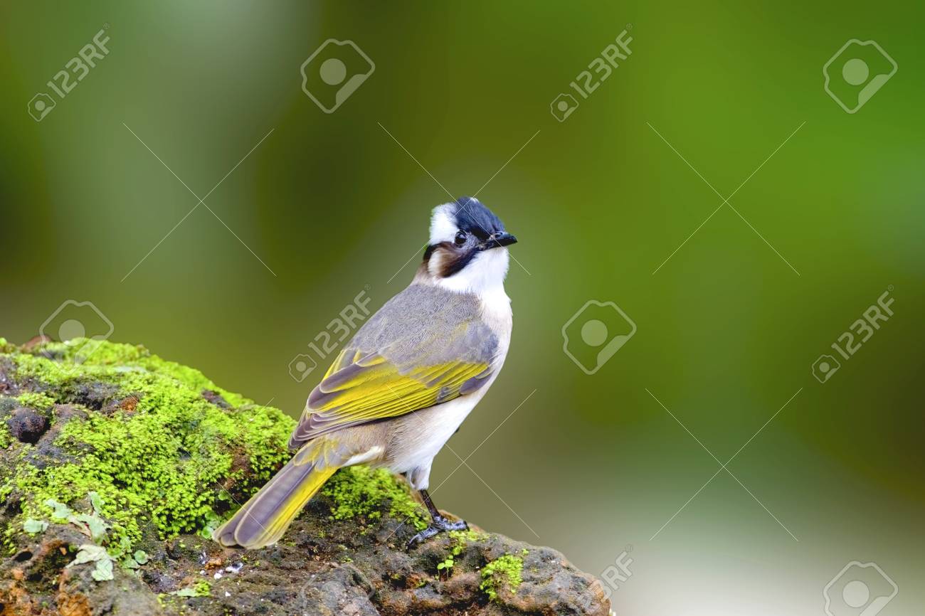 etiam-dictum-ipsum-a-felis