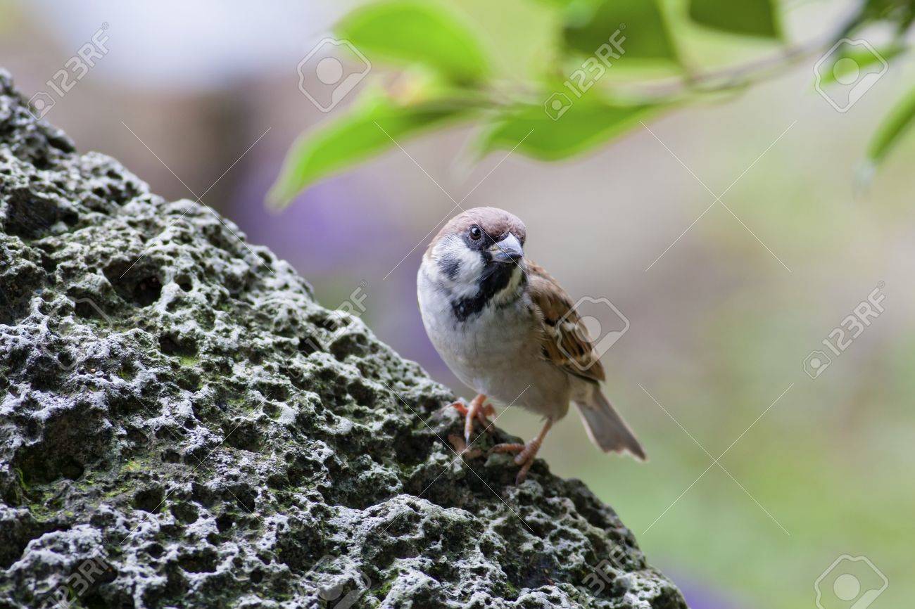 一般的な人気のある鳥スズメ食べ物を探して岩の上に立つ の写真素材 画像素材 Image 一般的な人気のある鳥スズメ食べ物を探して岩の上に立つ の写真素材 画像素材 Image