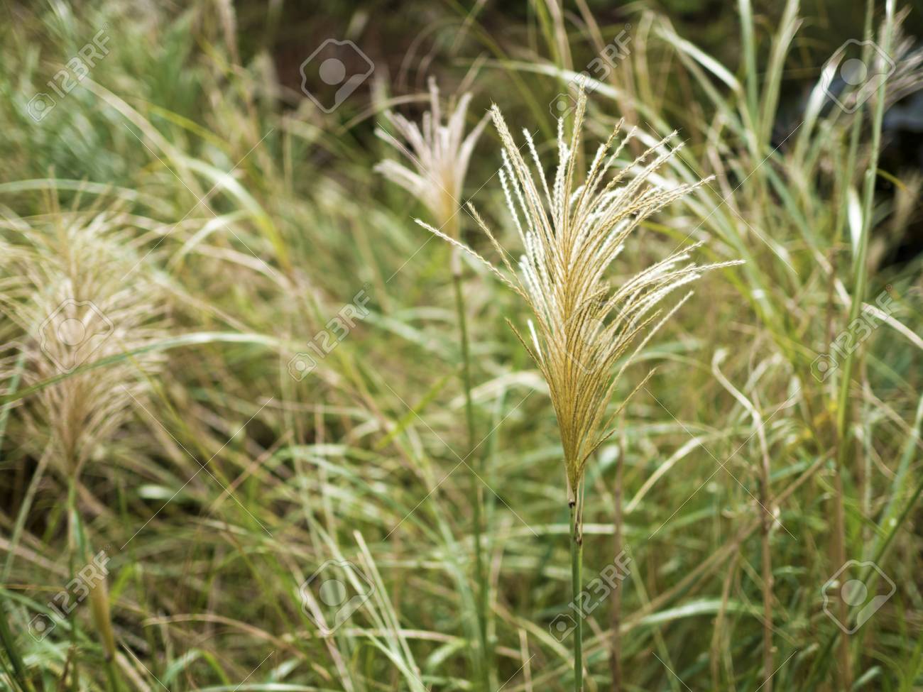 ススキの花が山のススキ の写真素材 画像素材 Image