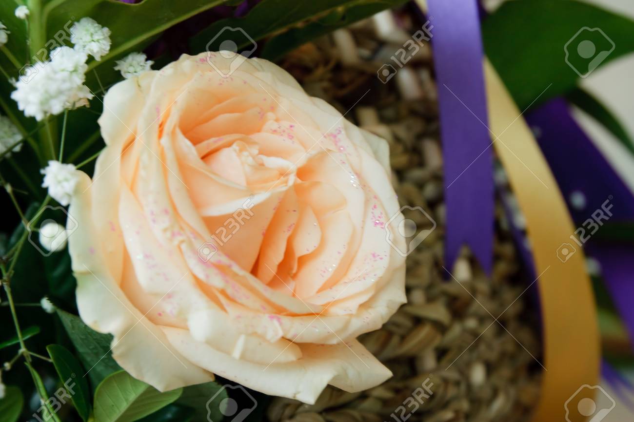 ブロッサム ピンクのバラ の写真素材 画像素材 Image