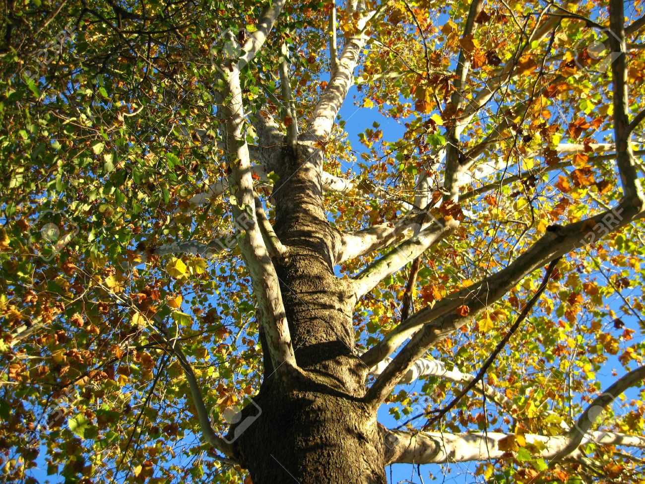 A Sycamore Tree In The Fall Stock Photo Picture And Royalty Free Image Image 5964190