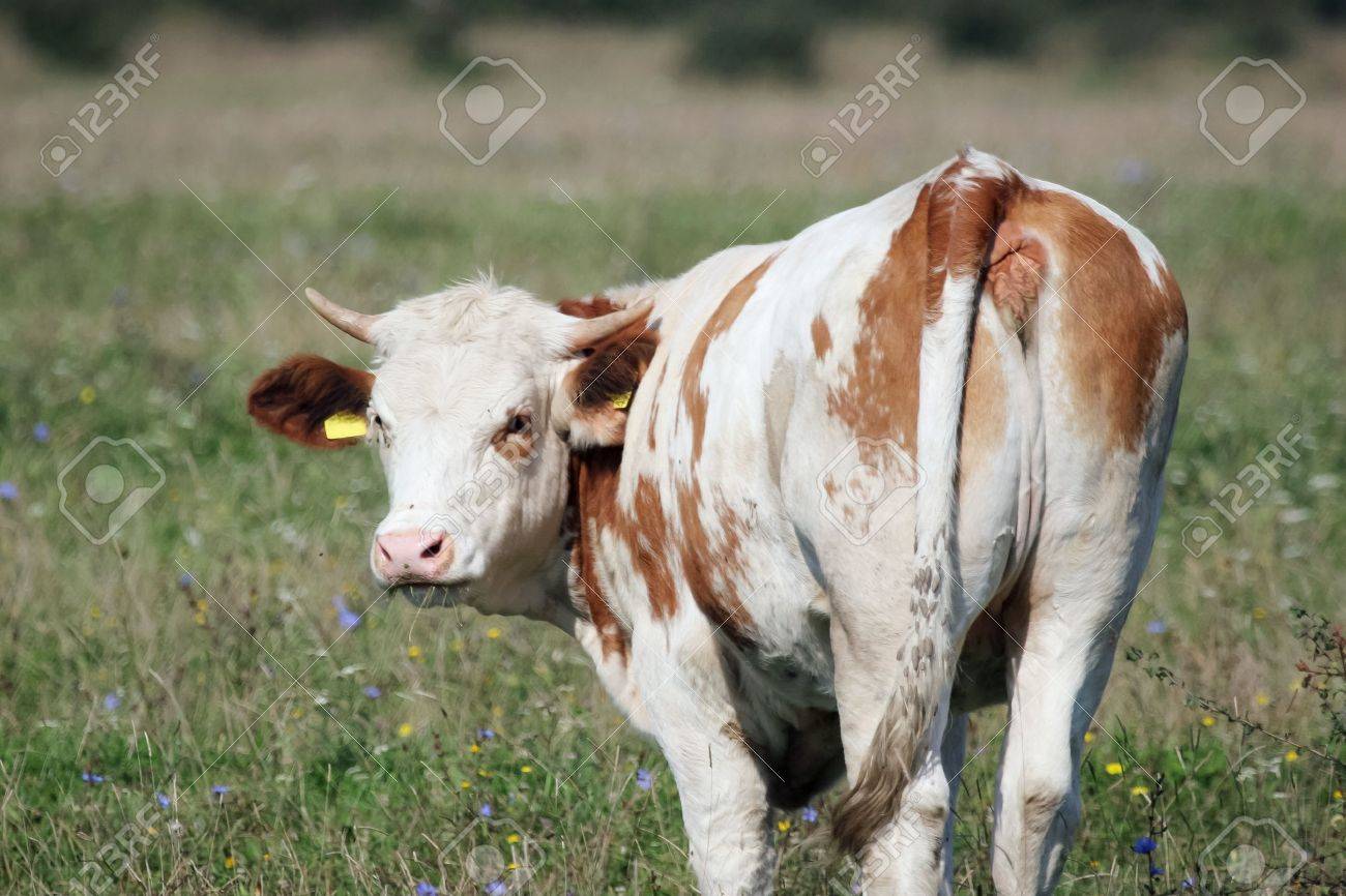 White, brown cow from behind separated from herd on the meadow is looking at camera - 11398513 White, brown cow from behind separated from herd on the meadow is looking at camera - 11398513