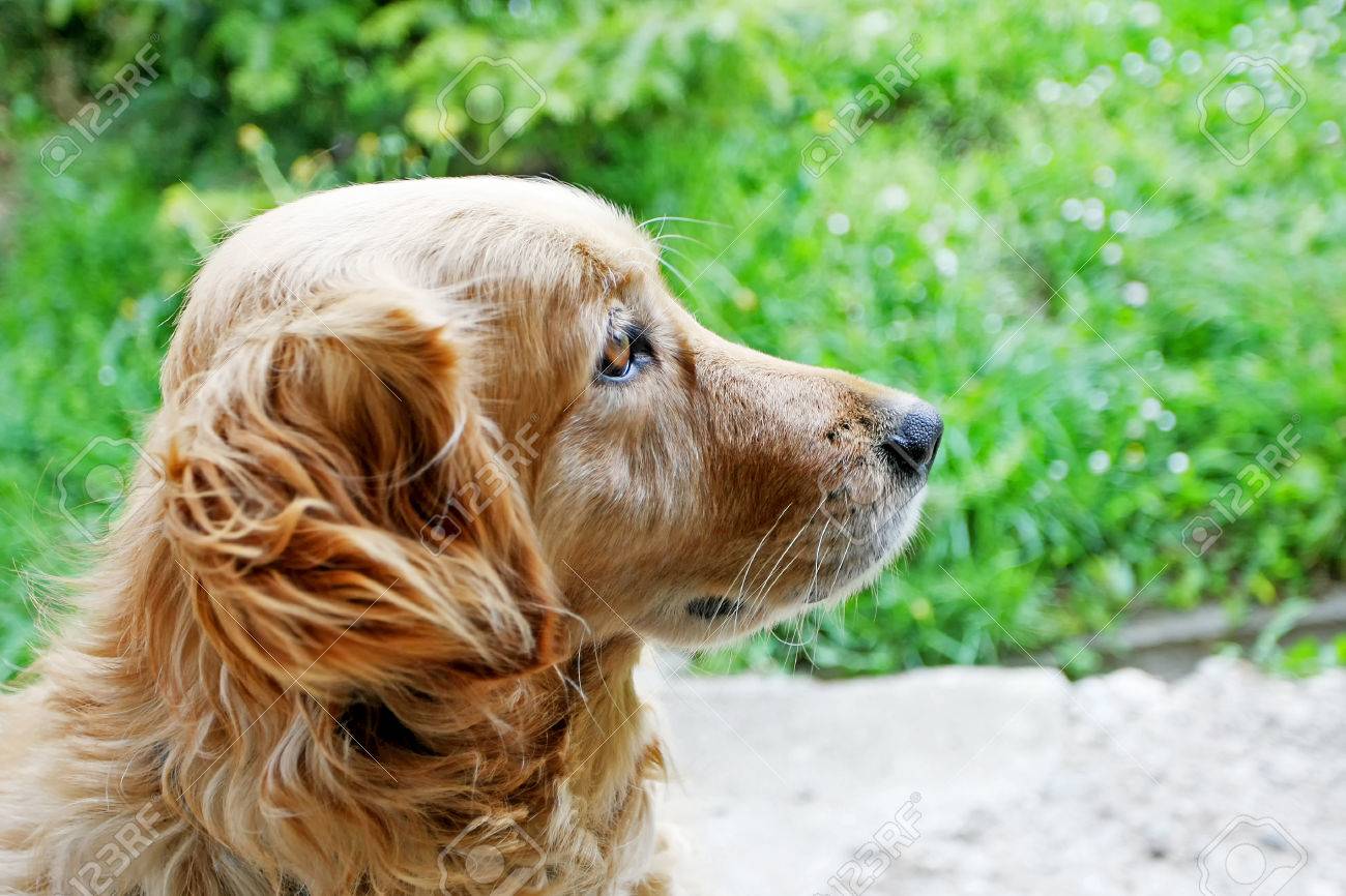 A Side View Close Up Portrait Of A Golden Retriever Sitting On The Concrete  In The Yard. Stock Photo, Picture and Royalty Free Image. Image 34526093., image size:1300x866