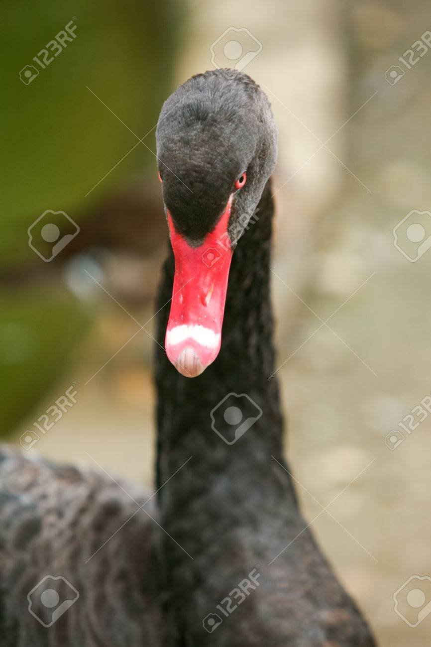 赤いくちばしを持つ黒い白鳥の正面をクローズ アップ の写真素材 画像素材 Image