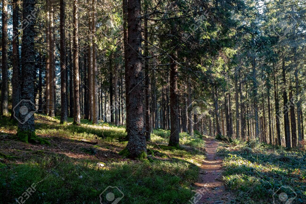 black forest trekking