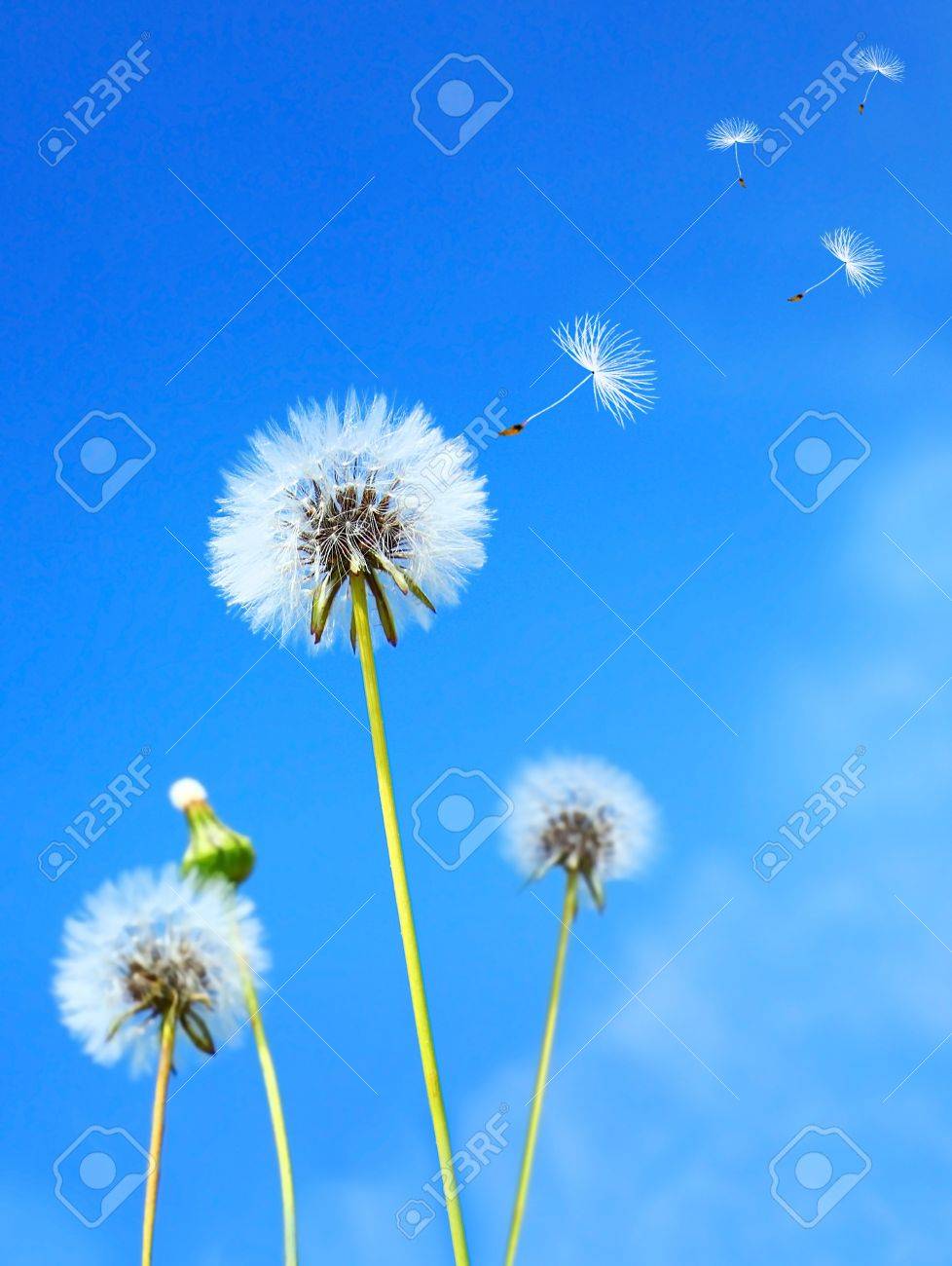 Dandelion flower field over blue sky - 9139007 Dandelion flower field over blue sky - 9139007