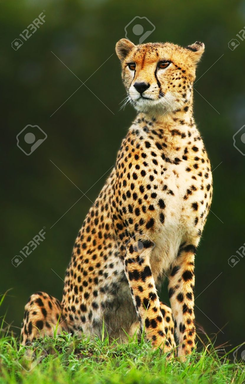 Wild african cheetah portrait, beautiful mammal animal, endangered carnivore, Africa. Kenya. Masai Mara - 10993928 Wild african cheetah portrait, beautiful mammal animal, endangered carnivore, Africa. Kenya. Masai Mara - 10993928