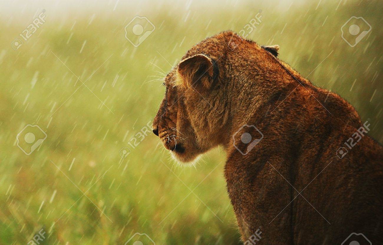 ライオネス 美しい野生の哺乳類動物 絶滅危惧種の肉食動物 アフリカの雨の下で ケニア マサイマラ国立保護区 の写真素材 画像素材 Image