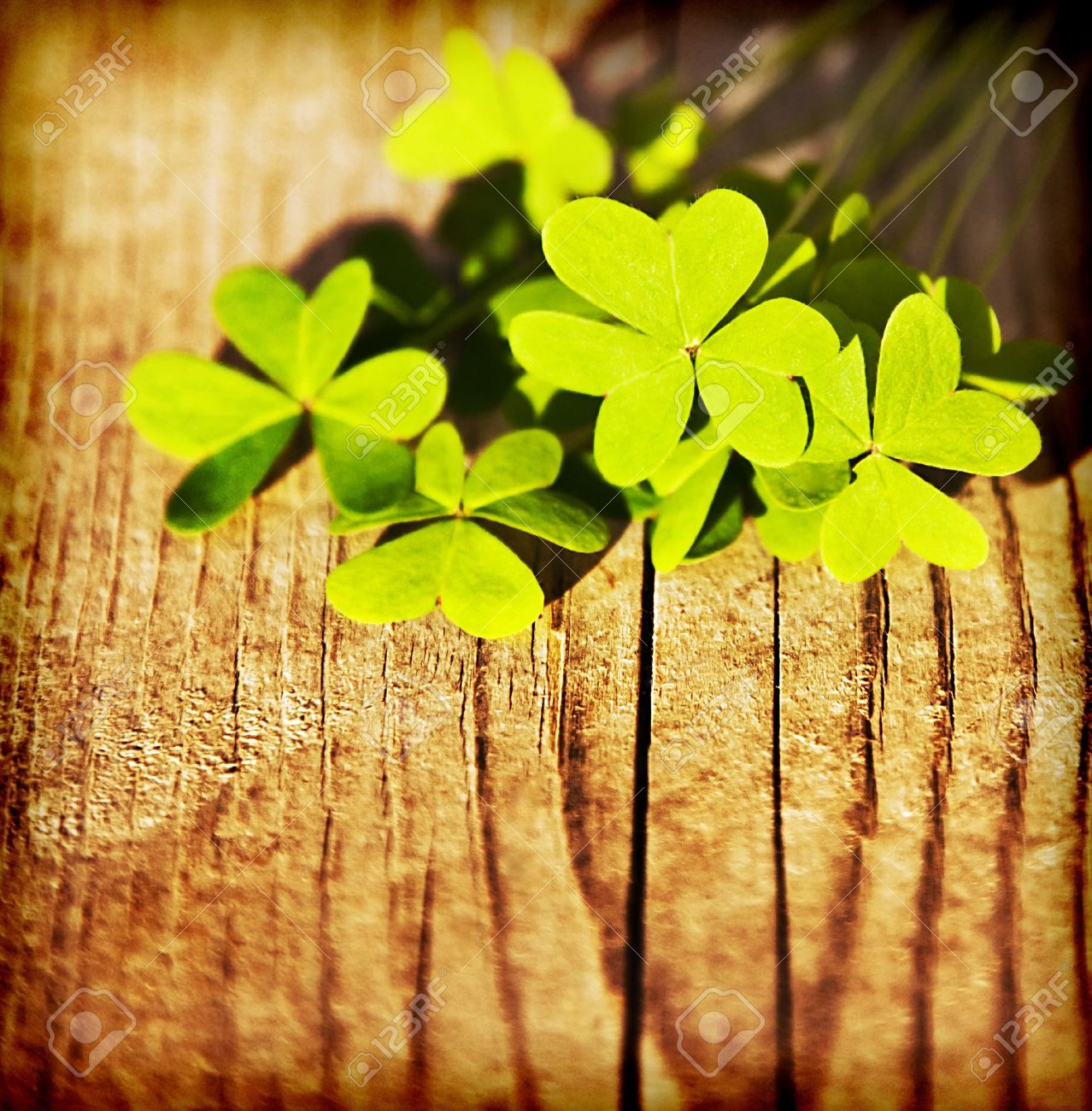 木製の背景 緑の春の花のボーダー ラッキー シャムロック 聖パトリックの日ホリデー シンボルを新鮮なクローバーの葉します の写真素材 画像素材 Image