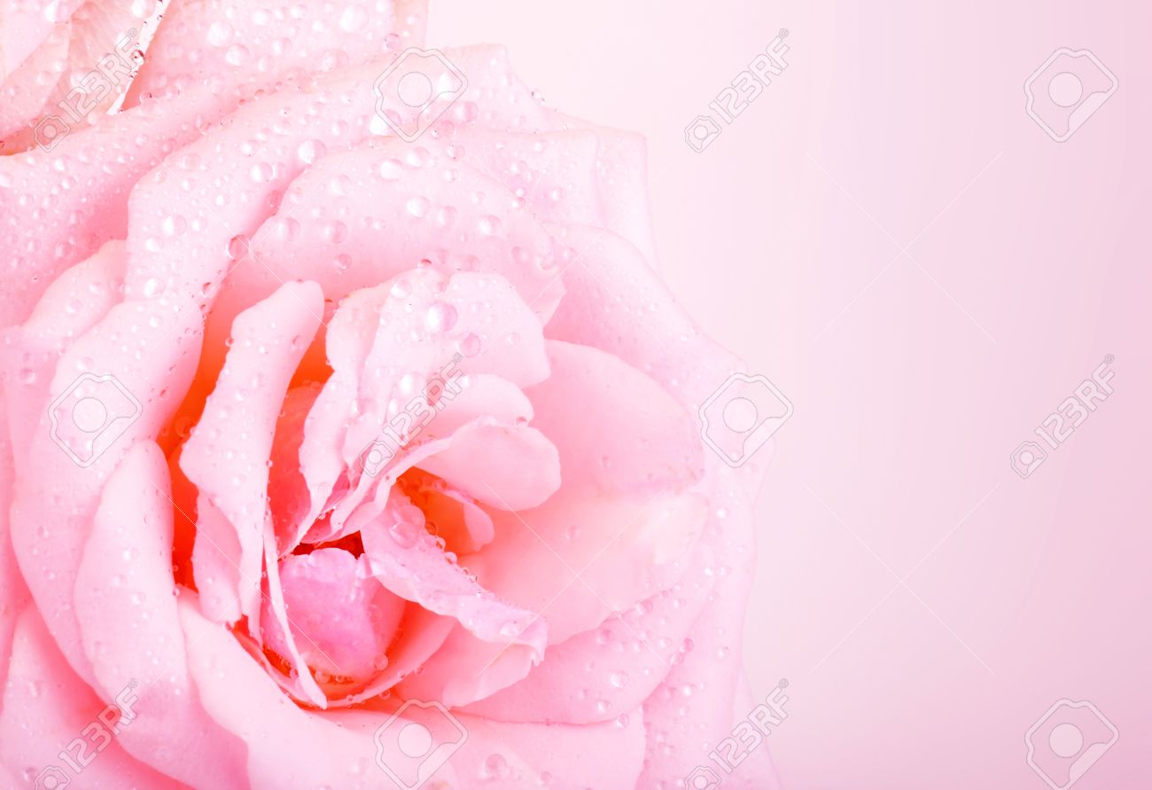 Photo Of Beautiful Pink Rose Background Abstract Floral Border Wedding Greeting Card Celebrate Holiday Spring Nature Dew Drops On Petals Of Flower Romantic Gift Mothers Day Romance Concept Stock Photo Picture And Photo Of Beautiful Pink Rose Background Abstract Floral Border Wedding Greeting Card Celebrate Holiday Spring Nature Dew Drops On Petals Of Flower Romantic Gift Mothers Day Romance Concept Stock Photo Picture And