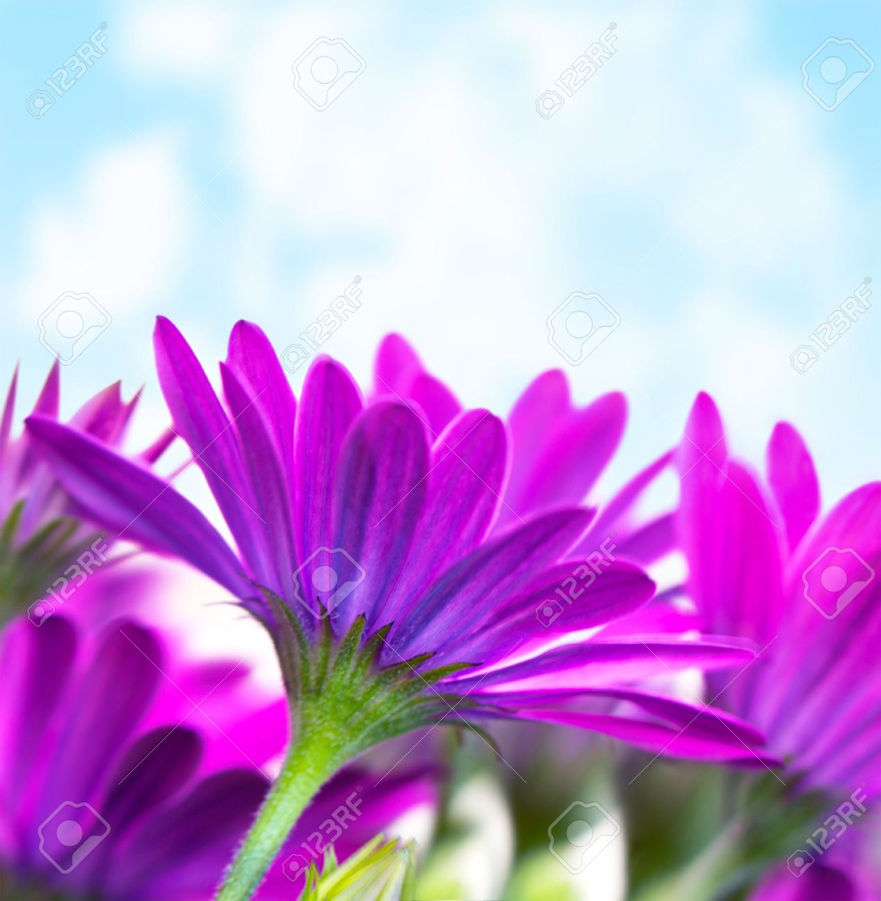 blue or purple flowers