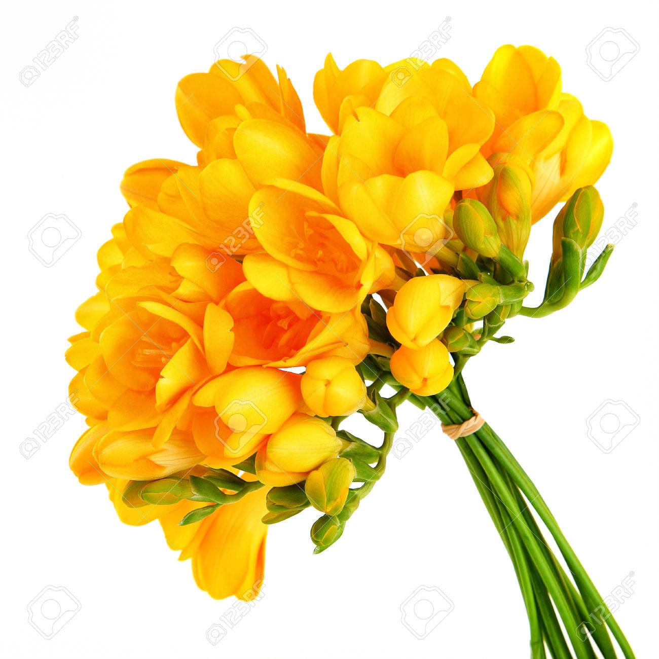 白い背景に分離された美しい黄色のフリージアの花の花束 の写真素材 画像素材 Image