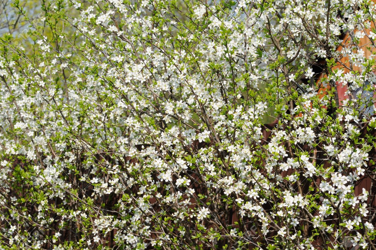 小さな白い花がたくさん咲くブラックソーンのブッシュ の写真素材 画像素材 Image 9600