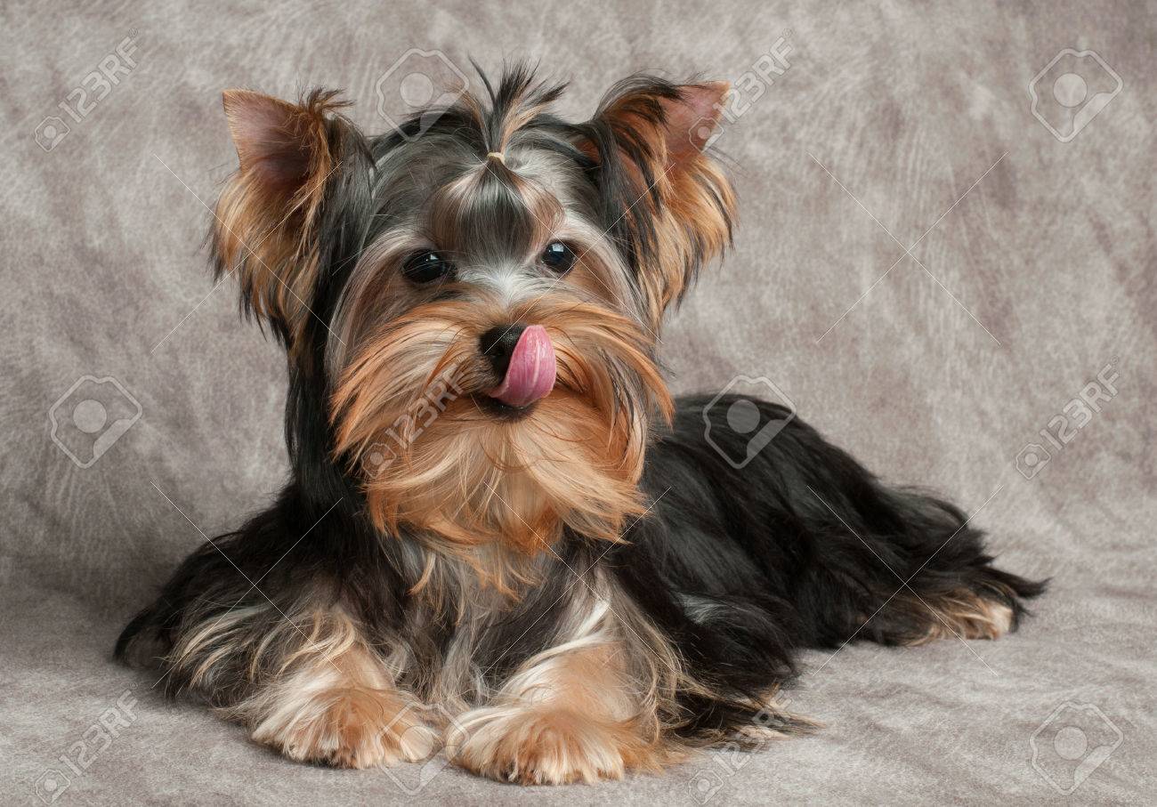 yorkshire puppy food