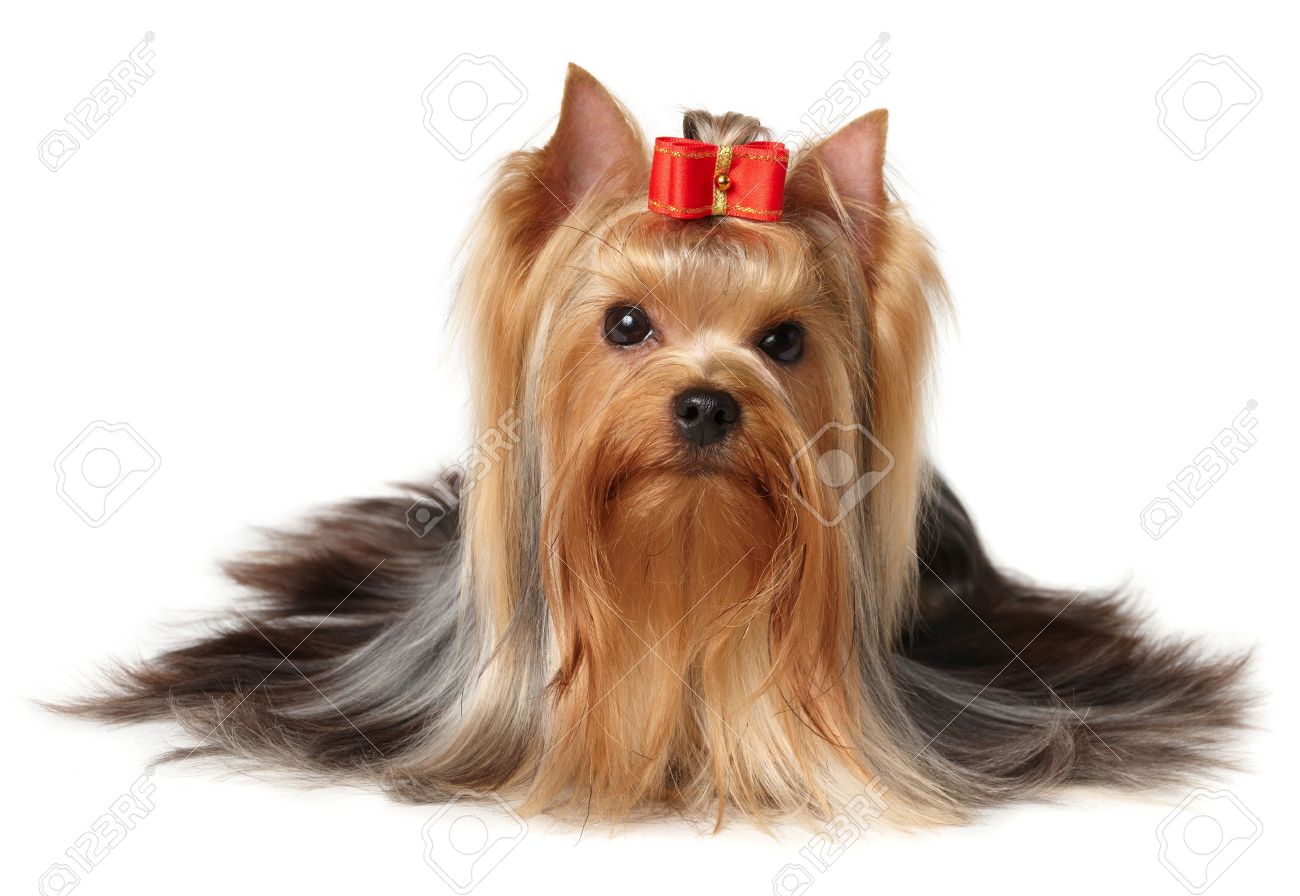 yorkie with bow