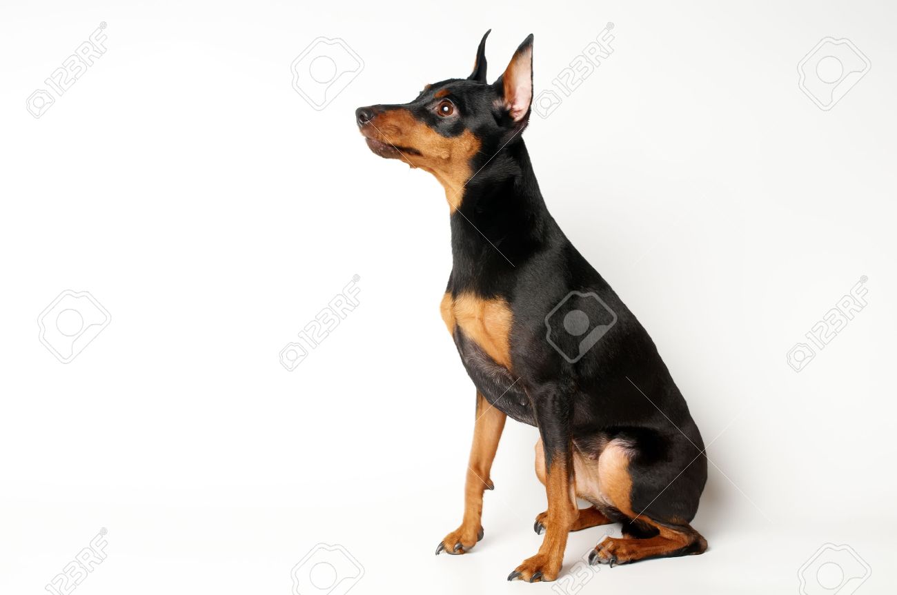 miniature pinscher tan
