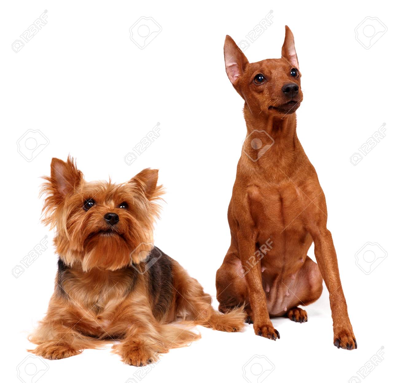 two dods isolated on the white background stock photo picture and