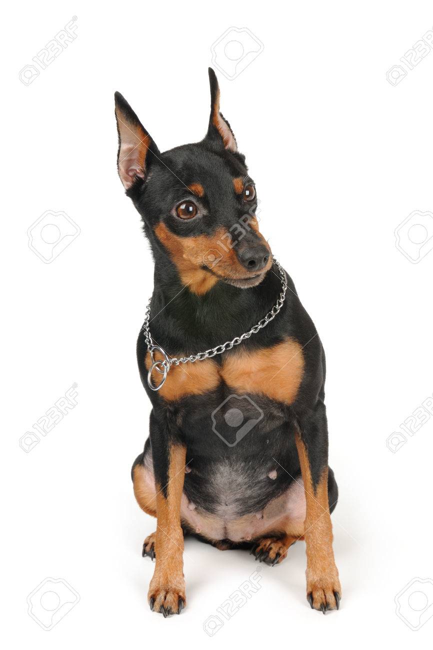 brassy acres mini aussies