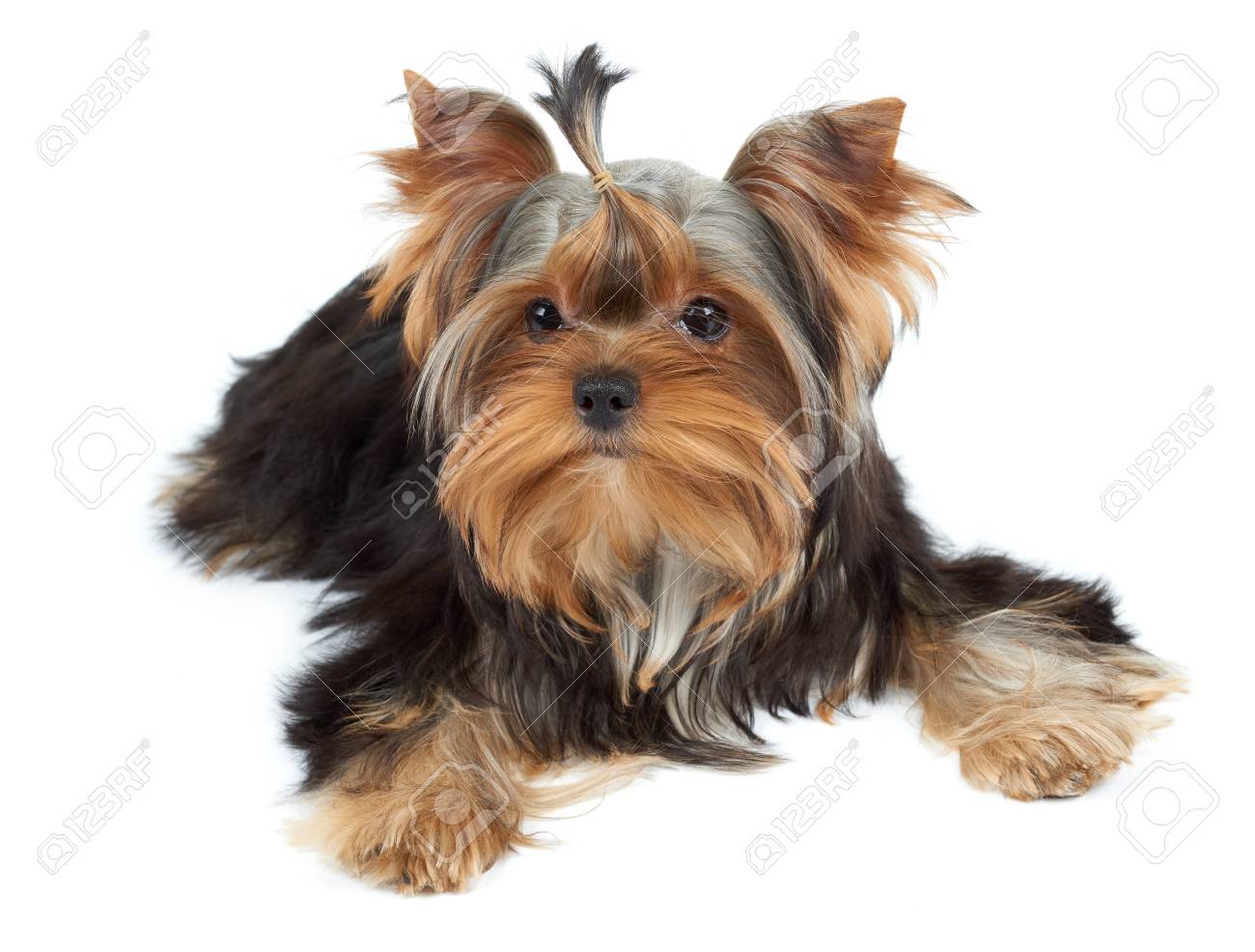 白のヨークシャー テリアのかわいい子犬 の写真素材 画像素材 Image