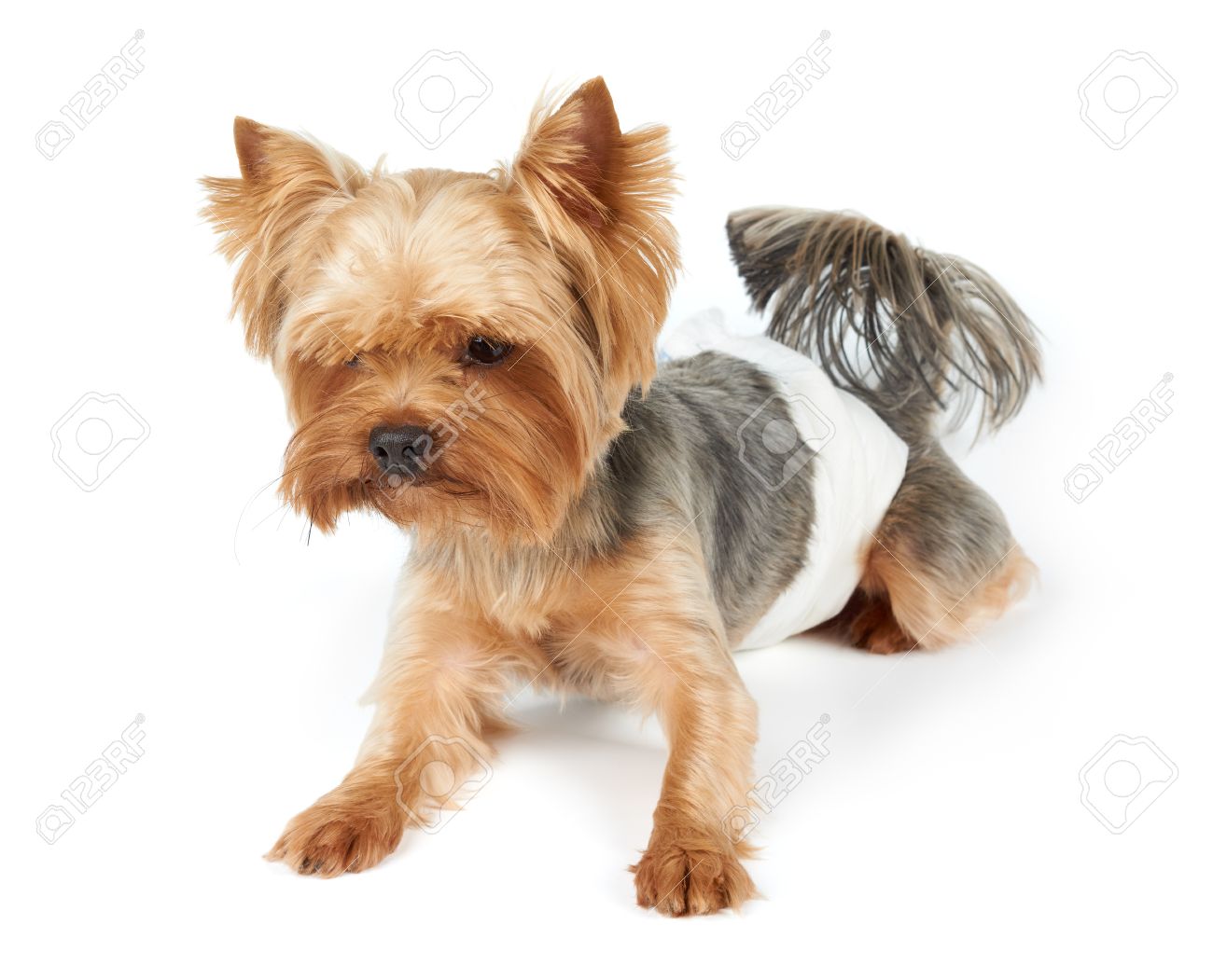 dog diapers for yorkies