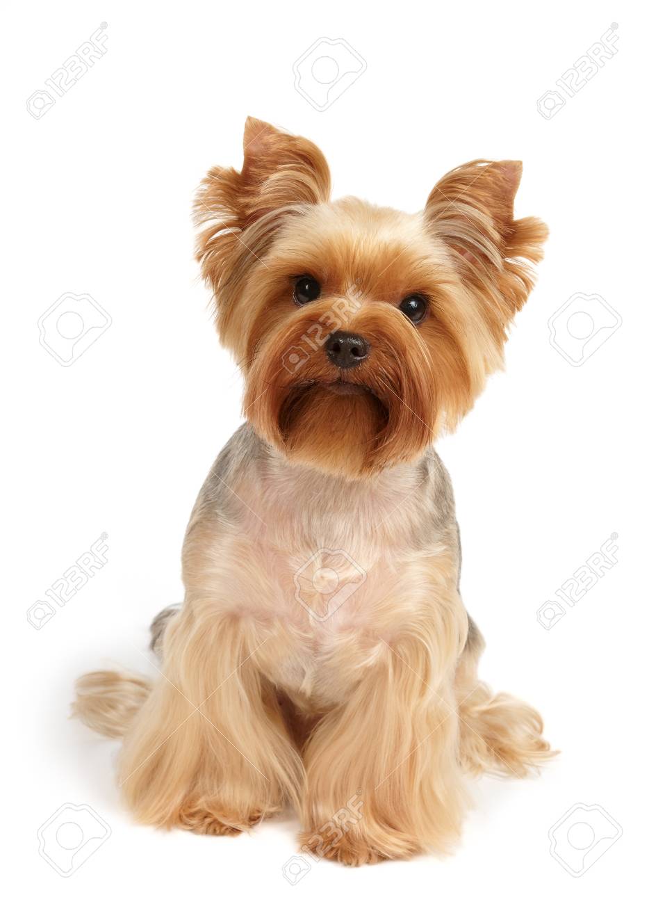 One Yorkshire Terrier After Haircut And Grooming Sits On White