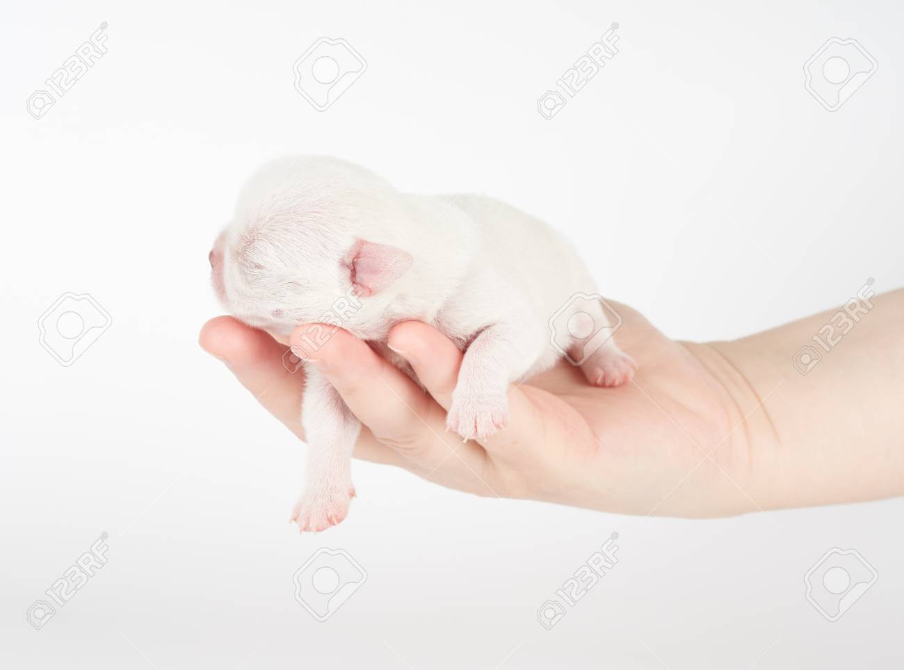 女性の手の上で眠るチワワの小さな生まれたての子犬 の写真素材 画像素材 Image