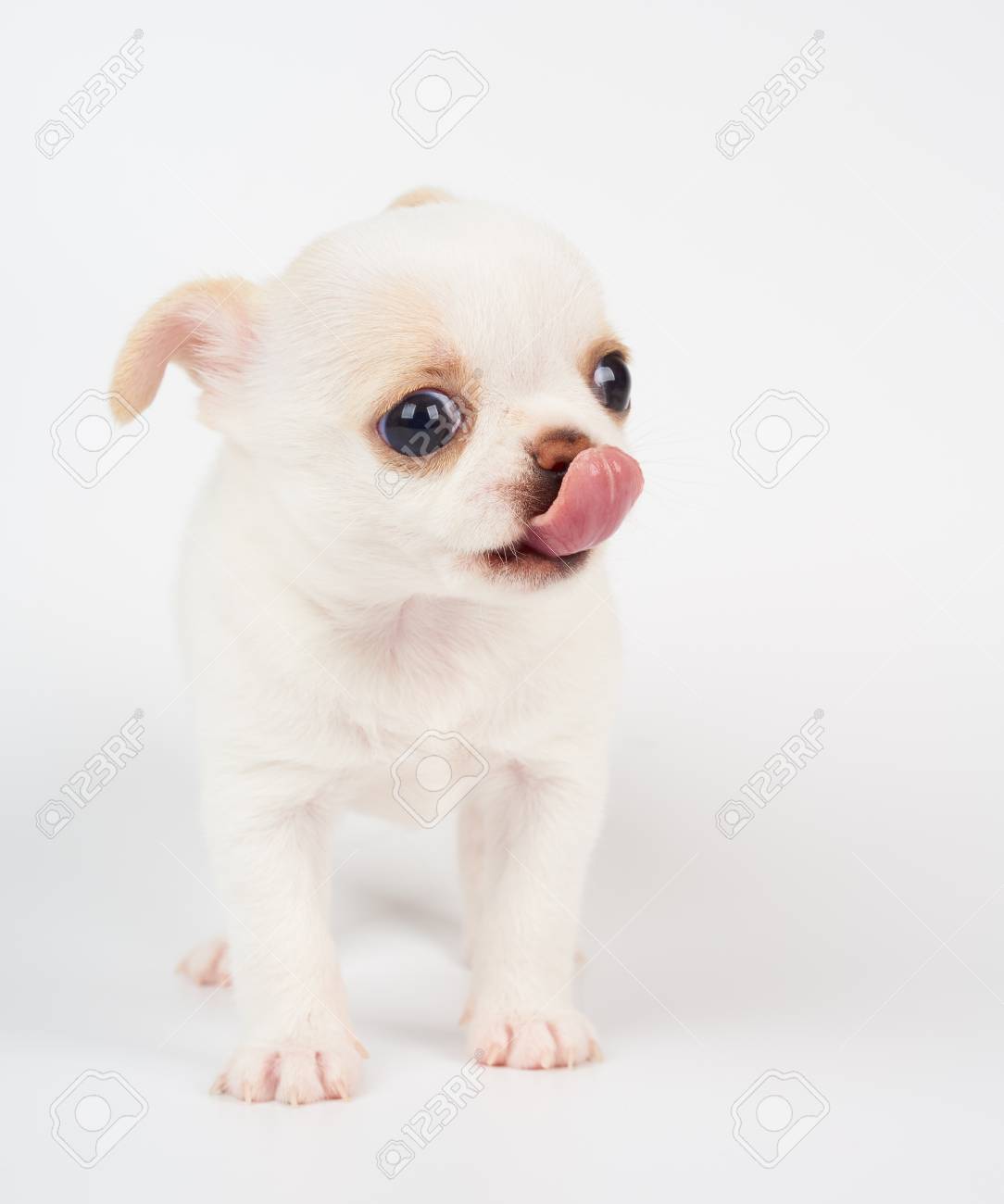白い背景の白い子犬チワワのなめ の写真素材 画像素材 Image 白い背景の白い子犬チワワのなめ の写真素材 画像素材 Image