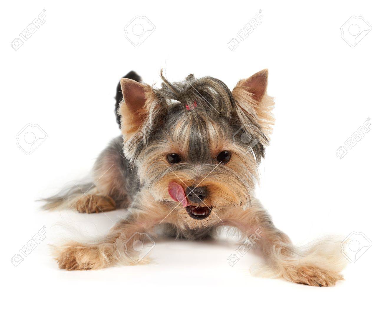 Yorkshire Terrier With Short Haircut Licks It Looks Down On
