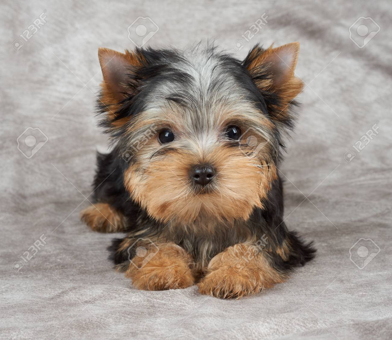 puppy of the yorkshire terrier on beige textile background stock