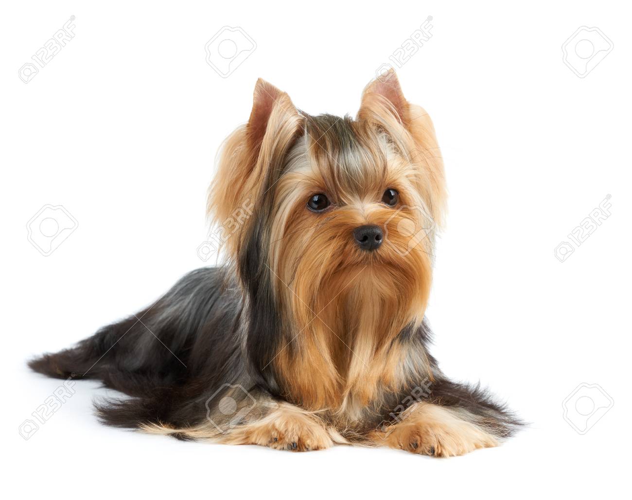 long haired silky terrier