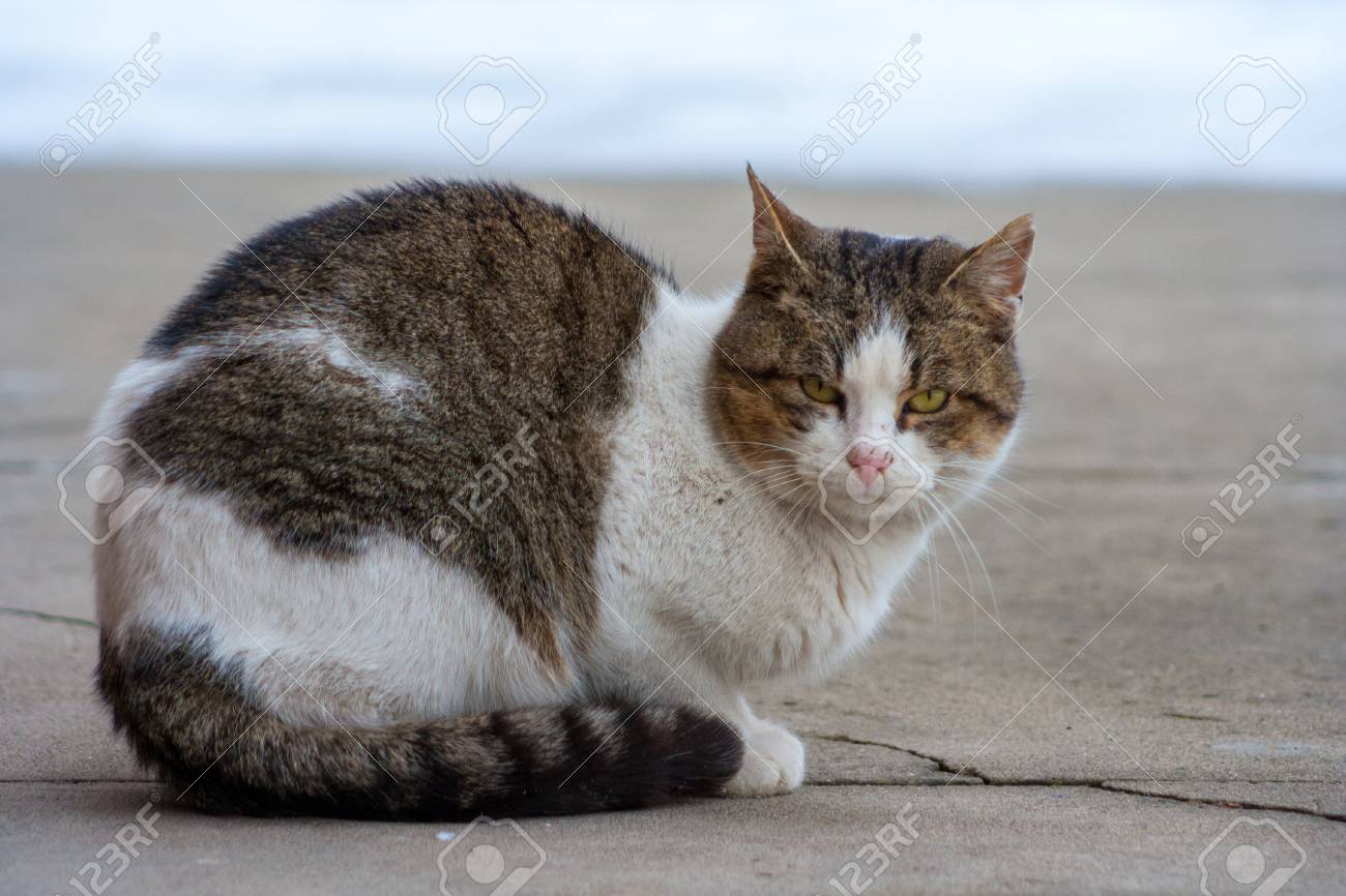 etiam-dictum-ipsum-a-felis