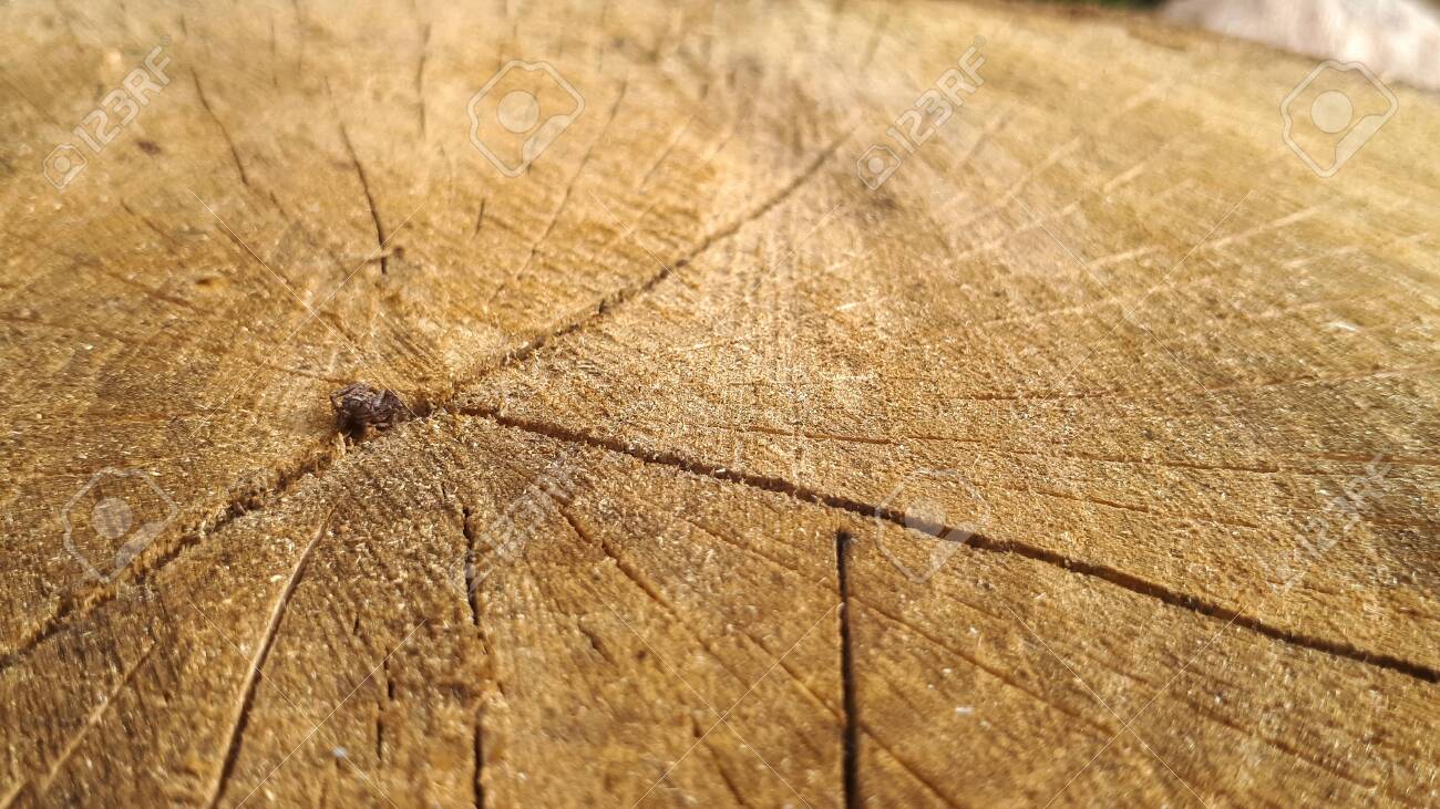 古い木樫の木の切断面。伐採された木の幹や切り株の詳細な温かみのある