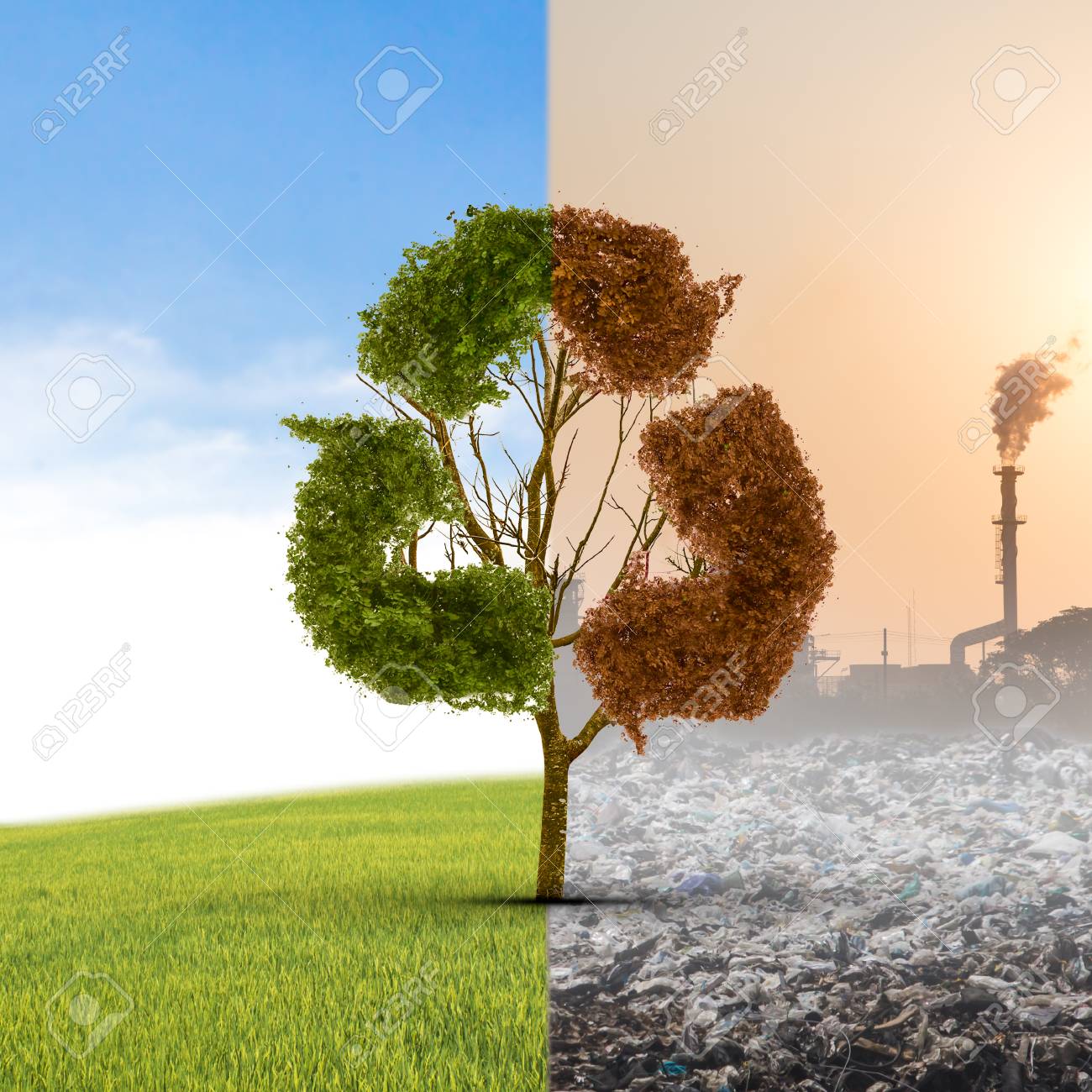 El Concepto De Clima Ha Cambiado.  Medio Vivo Y Medio árbol Muerto De Pie En La Encrucijada.  Salvar El Medio Ambiente.  Fotos, Retratos, Images Y Fotografía De Archivo Libres De Derecho.  Immagine