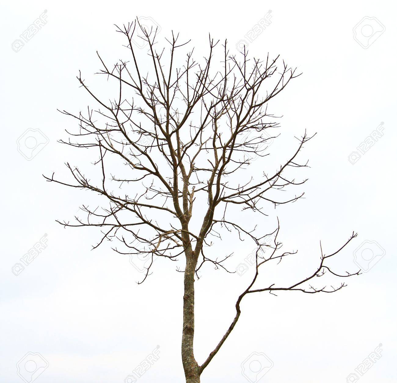 枯れ木 【公式通販】